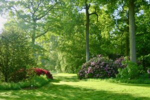 Arboretum Spring View Marnef Wood